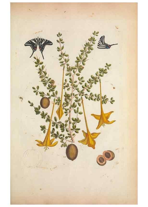 Reproducción/Reproduction 49457434912: The natural history of Carolina, Florida, and the Bahama Islands :. London :Printed for B. White,1771.. 