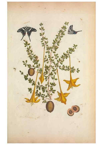 Reproducción/Reproduction 49457434912: The natural history of Carolina, Florida, and the Bahama Islands :. London :Printed for B. White,1771.. 