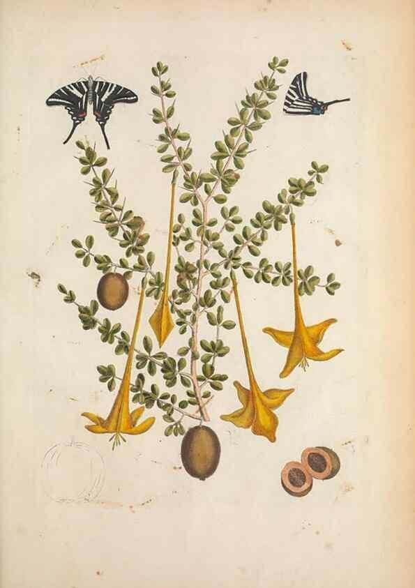 Reproducción/Reproduction 49457434912: The natural history of Carolina, Florida, and the Bahama Islands :. London :Printed for B. White,1771.. 