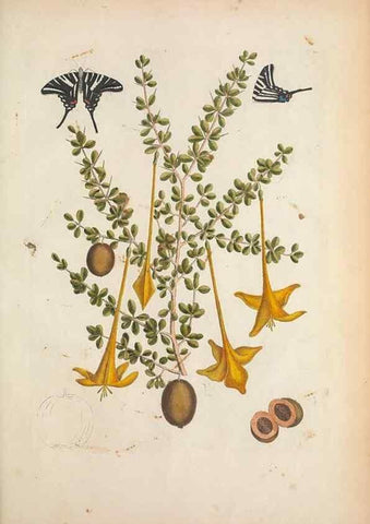 Reproducción/Reproduction 49457434912: The natural history of Carolina, Florida, and the Bahama Islands :. London :Printed for B. White,1771.. 