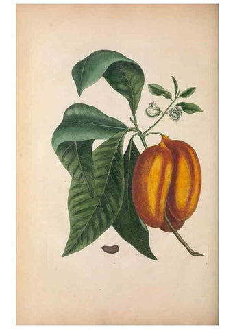 Reproducción/Reproduction 49457431047: The natural history of Carolina, Florida, and the Bahama Islands :. London :Printed for B. White,1771.. 