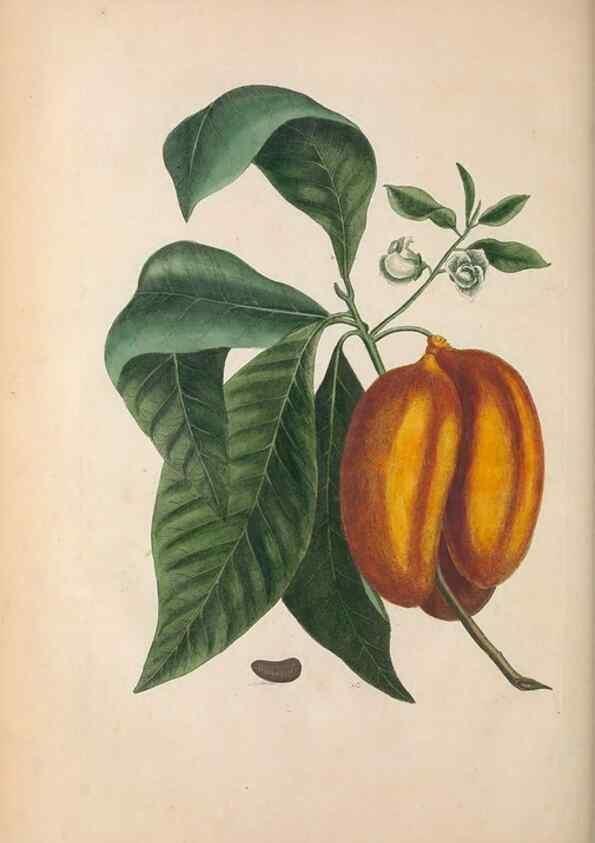 Reproducción/Reproduction 49457431047: The natural history of Carolina, Florida, and the Bahama Islands :. London :Printed for B. White,1771.. 