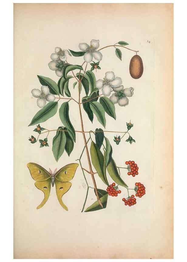 Reproducción/Reproduction 49457196791: The natural history of Carolina, Florida, and the Bahama Islands :. London :Printed for B. White,1771.. 