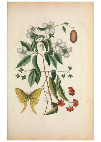 Reproducción/Reproduction 49457196791: The natural history of Carolina, Florida, and the Bahama Islands :. London :Printed for B. White,1771.. 