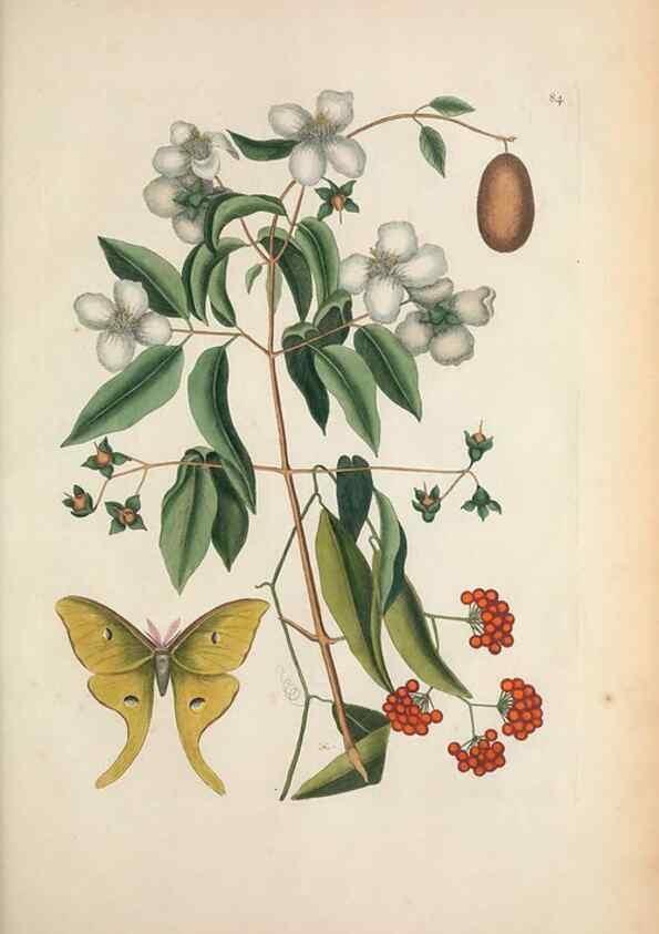 Reproducción/Reproduction 49457196791: The natural history of Carolina, Florida, and the Bahama Islands :. London :Printed for B. White,1771.. 
