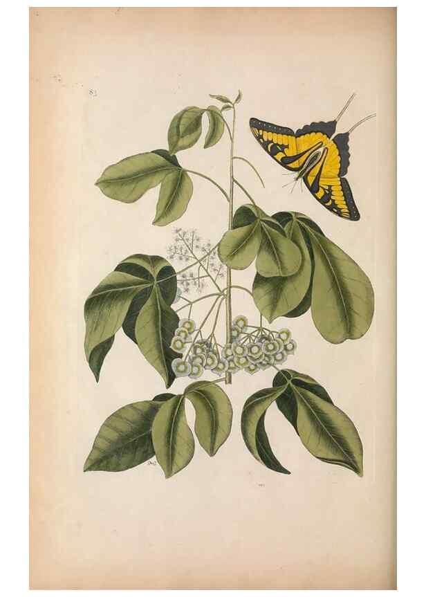 Reproducción/Reproduction 49456725103: The natural history of Carolina, Florida, and the Bahama Islands :. London :Printed for B. White,1771.. 