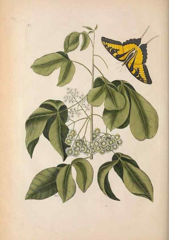 Reproducción/Reproduction 49456725103: The natural history of Carolina, Florida, and the Bahama Islands :. London :Printed for B. White,1771.. 