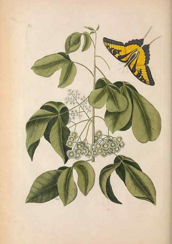 Reproducción/Reproduction 49456725103: The natural history of Carolina, Florida, and the Bahama Islands :. London :Printed for B. White,1771.. 