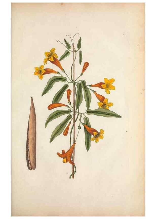 Reproducción/Reproduction 49456724883: The natural history of Carolina, Florida, and the Bahama Islands :. London :Printed for B. White,1771.. 
