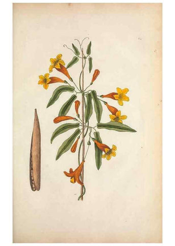 Reproducción/Reproduction 49456724883: The natural history of Carolina, Florida, and the Bahama Islands :. London :Printed for B. White,1771.. 