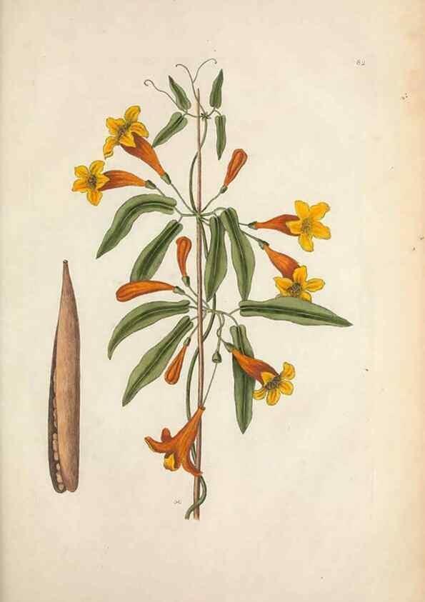 Reproducción/Reproduction 49456724883: The natural history of Carolina, Florida, and the Bahama Islands :. London :Printed for B. White,1771.. 