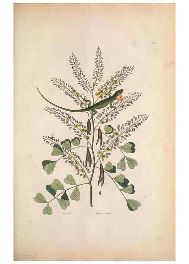 Reproducción/Reproduction 49456719628: The natural history of Carolina, Florida, and the Bahama Islands :. London :Printed for B. White,1771.. 