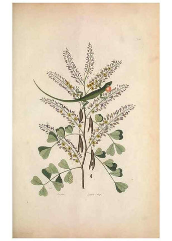 Reproducción/Reproduction 49456719628: The natural history of Carolina, Florida, and the Bahama Islands :. London :Printed for B. White,1771.. 