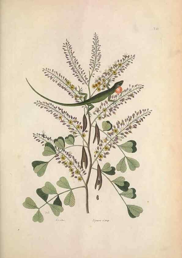 Reproducción/Reproduction 49456719628: The natural history of Carolina, Florida, and the Bahama Islands :. London :Printed for B. White,1771.. 