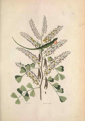 Reproducción/Reproduction 49456719628: The natural history of Carolina, Florida, and the Bahama Islands :. London :Printed for B. White,1771.. 