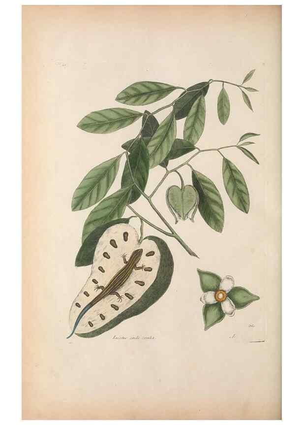 Reproducción/Reproduction 49457191961: The natural history of Carolina, Florida, and the Bahama Islands :. London :Printed for B. White,1771.. 