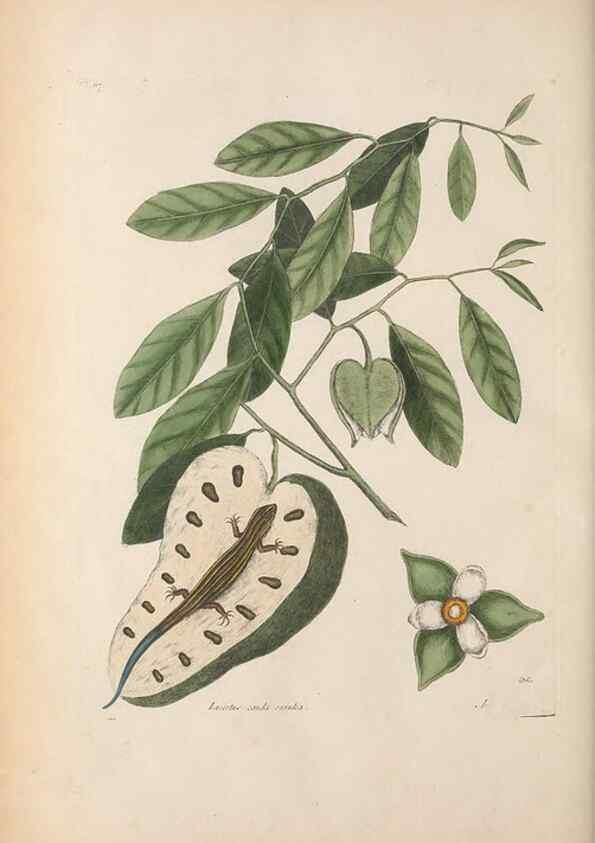 Reproducción/Reproduction 49457191961: The natural history of Carolina, Florida, and the Bahama Islands :. London :Printed for B. White,1771.. 