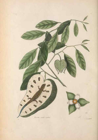 Reproducción/Reproduction 49457191961: The natural history of Carolina, Florida, and the Bahama Islands :. London :Printed for B. White,1771.. 