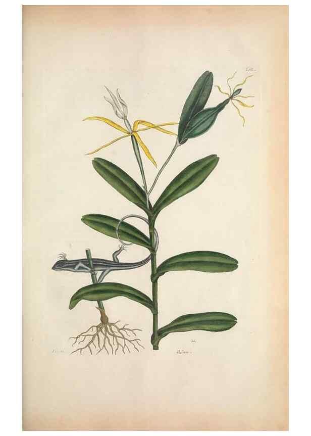 Reproducción/Reproduction 49457425862: The natural history of Carolina, Florida, and the Bahama Islands :. London :Printed for B. White,1771.. 