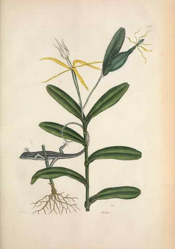 Reproducción/Reproduction 49457425862: The natural history of Carolina, Florida, and the Bahama Islands :. London :Printed for B. White,1771.. 