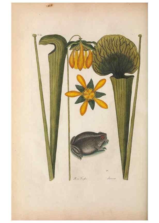 Reproducción/Reproduction 49456720628: The natural history of Carolina, Florida, and the Bahama Islands :. London :Printed for B. White,1771.. 