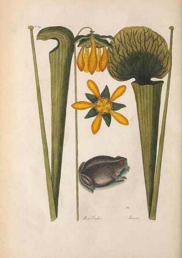 Reproducción/Reproduction 49456720628: The natural history of Carolina, Florida, and the Bahama Islands :. London :Printed for B. White,1771.. 