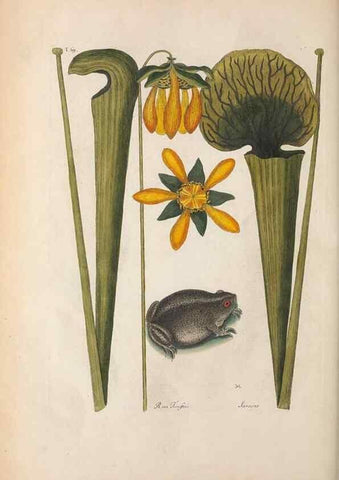 Reproducción/Reproduction 49456720628: The natural history of Carolina, Florida, and the Bahama Islands :. London :Printed for B. White,1771.. 