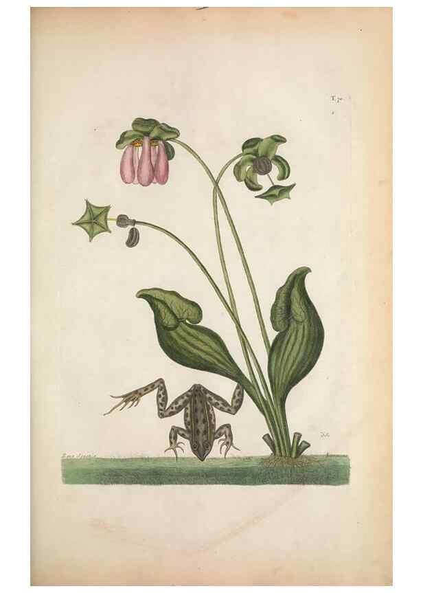 Reproducción/Reproduction 49457426502: The natural history of Carolina, Florida, and the Bahama Islands :. London :Printed for B. White,1771.. 