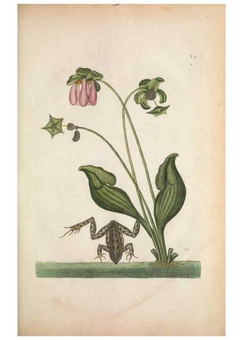 Reproducción/Reproduction 49457426502: The natural history of Carolina, Florida, and the Bahama Islands :. London :Printed for B. White,1771.. 