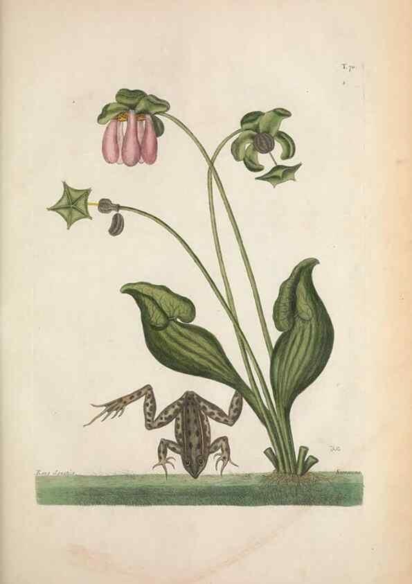 Reproducción/Reproduction 49457426502: The natural history of Carolina, Florida, and the Bahama Islands :. London :Printed for B. White,1771.. 