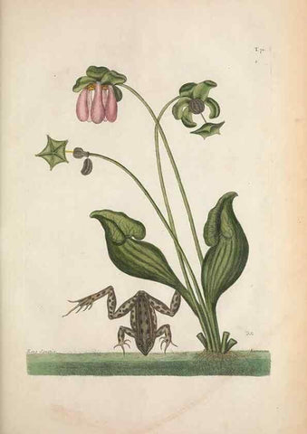 Reproducción/Reproduction 49457426502: The natural history of Carolina, Florida, and the Bahama Islands :. London :Printed for B. White,1771.. 