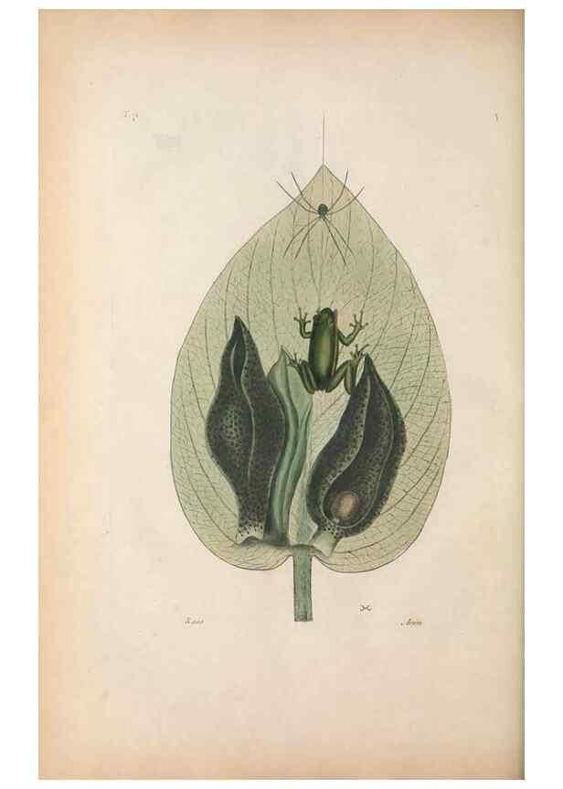 Reproducción/Reproduction 49457426857: The natural history of Carolina, Florida, and the Bahama Islands :. London :Printed for B. White,1771.. 