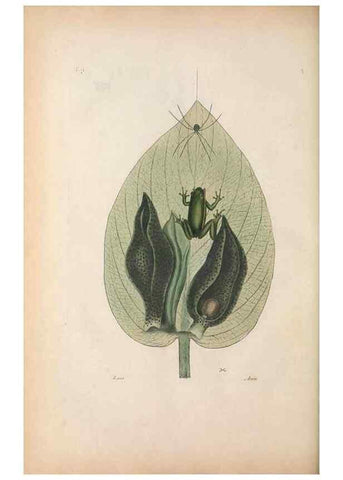 Reproducción/Reproduction 49457426857: The natural history of Carolina, Florida, and the Bahama Islands :. London :Printed for B. White,1771.. 