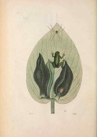 Reproducción/Reproduction 49457426857: The natural history of Carolina, Florida, and the Bahama Islands :. London :Printed for B. White,1771.. 