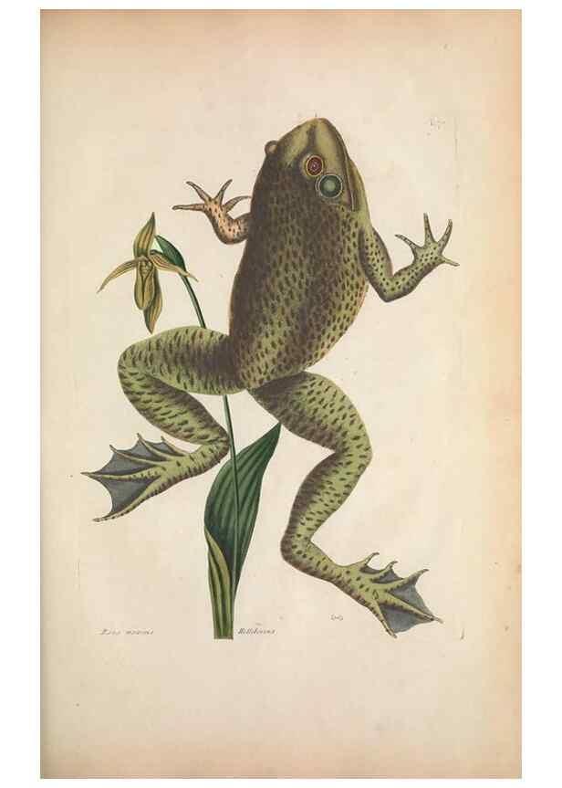 Reproducción/Reproduction 49456721633: The natural history of Carolina, Florida, and the Bahama Islands :. London :Printed for B. White,1771.. 