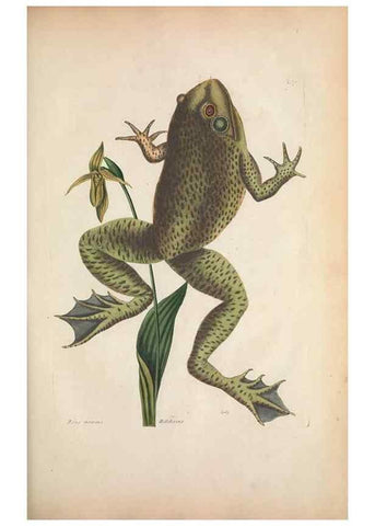 Reproducción/Reproduction 49456721633: The natural history of Carolina, Florida, and the Bahama Islands :. London :Printed for B. White,1771.. 