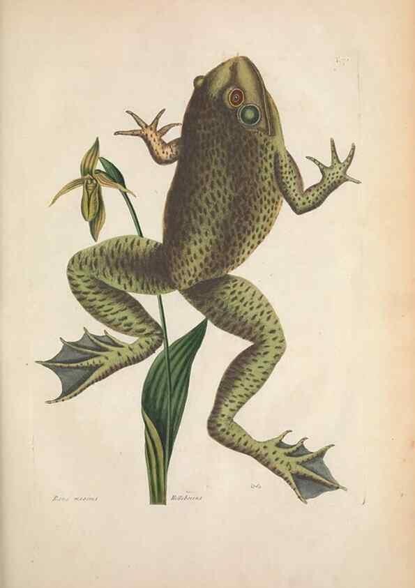 Reproducción/Reproduction 49456721633: The natural history of Carolina, Florida, and the Bahama Islands :. London :Printed for B. White,1771.. 