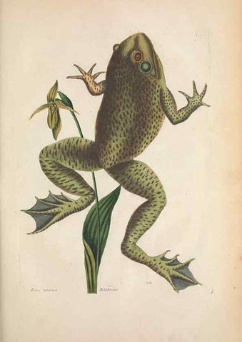 Reproducción/Reproduction 49456721633: The natural history of Carolina, Florida, and the Bahama Islands :. London :Printed for B. White,1771.. 