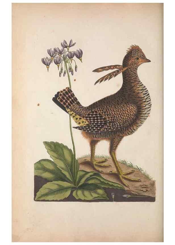 Reproducción/Reproduction 49457435172: The natural history of Carolina, Florida, and the Bahama Islands :. London :Printed for B. White,1771.. 