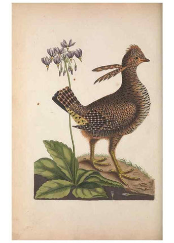 Reproducción/Reproduction 49457435172: The natural history of Carolina, Florida, and the Bahama Islands :. London :Printed for B. White,1771.. 