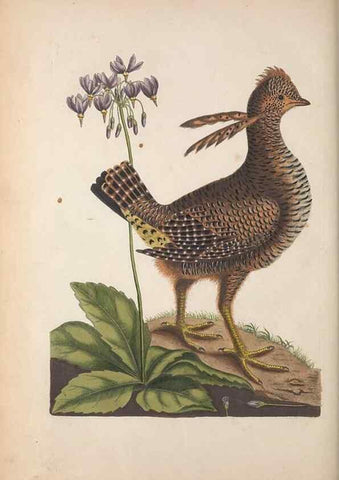 Reproducción/Reproduction 49457435172: The natural history of Carolina, Florida, and the Bahama Islands :. London :Printed for B. White,1771.. 