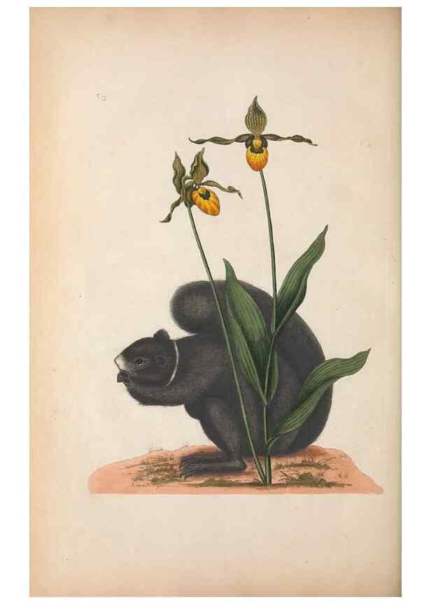 Reproducción/Reproduction 49457193841: The natural history of Carolina, Florida, and the Bahama Islands :. London :Printed for B. White,1771.. 