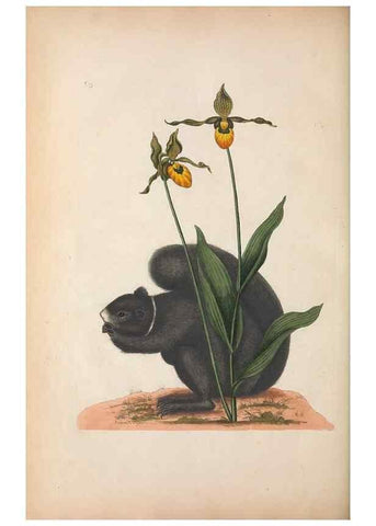 Reproducción/Reproduction 49457193841: The natural history of Carolina, Florida, and the Bahama Islands :. London :Printed for B. White,1771.. 