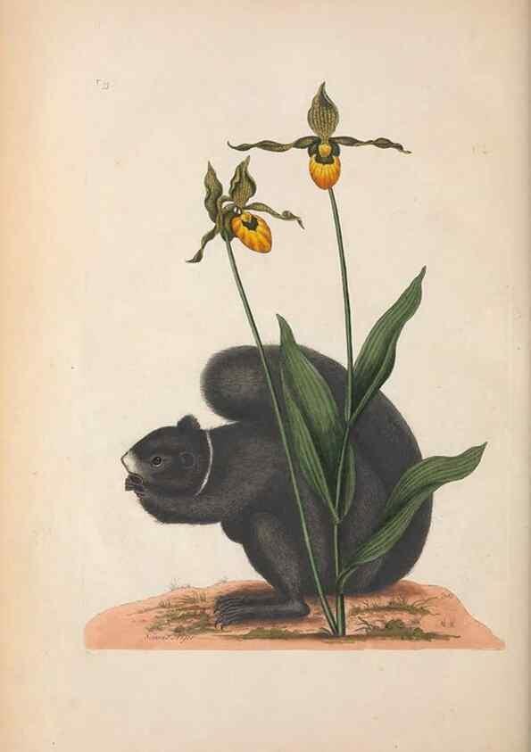 Reproducción/Reproduction 49457193841: The natural history of Carolina, Florida, and the Bahama Islands :. London :Printed for B. White,1771.. 