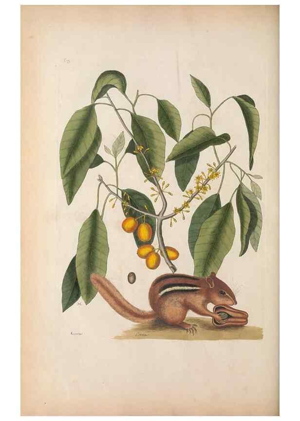 Reproducción/Reproduction 49457194521: The natural history of Carolina, Florida, and the Bahama Islands :. London :Printed for B. White,1771.. 