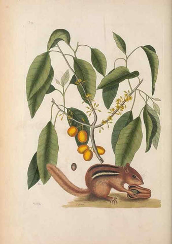 Reproducción/Reproduction 49457194521: The natural history of Carolina, Florida, and the Bahama Islands :. London :Printed for B. White,1771.. 
