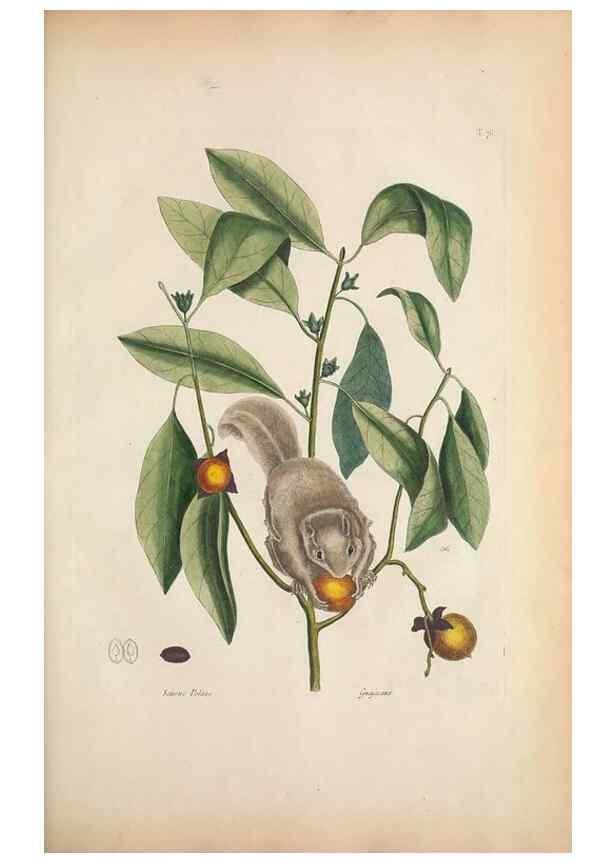 Reproducción/Reproduction 49456723183: The natural history of Carolina, Florida, and the Bahama Islands :. London :Printed for B. White,1771.. 