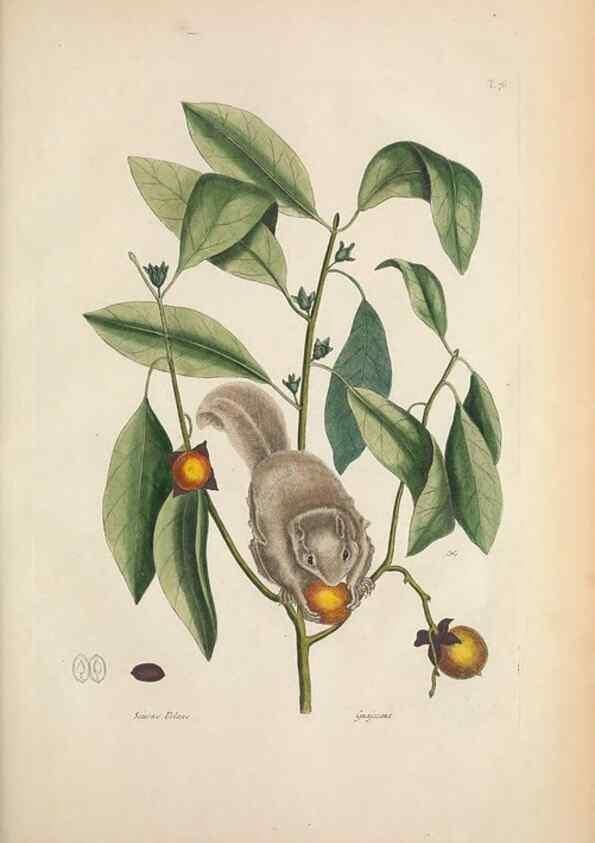 Reproducción/Reproduction 49456723183: The natural history of Carolina, Florida, and the Bahama Islands :. London :Printed for B. White,1771.. 