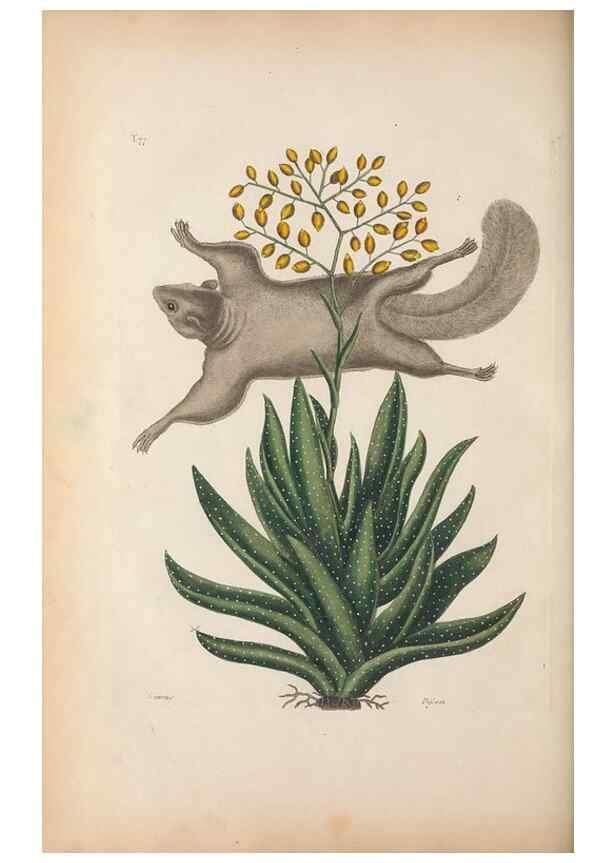 Reproducción/Reproduction 49456723548: The natural history of Carolina, Florida, and the Bahama Islands :. London :Printed for B. White,1771.. 