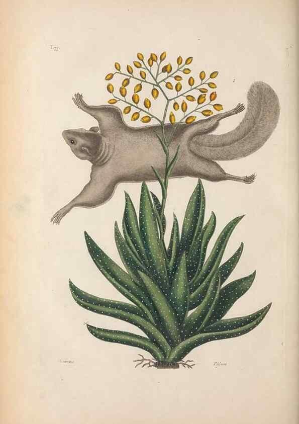 Reproducción/Reproduction 49456723548: The natural history of Carolina, Florida, and the Bahama Islands :. London :Printed for B. White,1771.. 